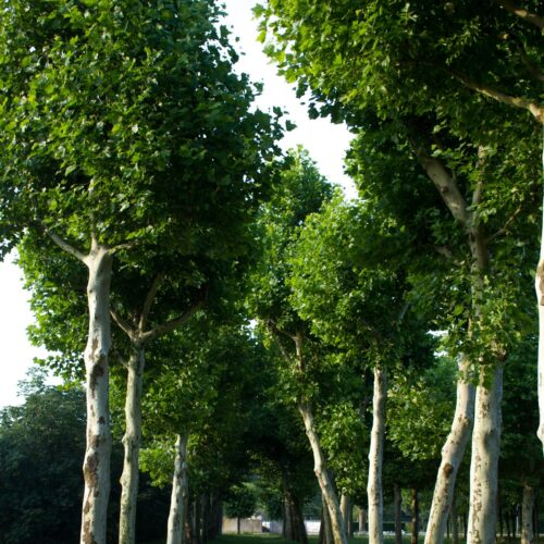 Volwassen Plataan | Hoogstam