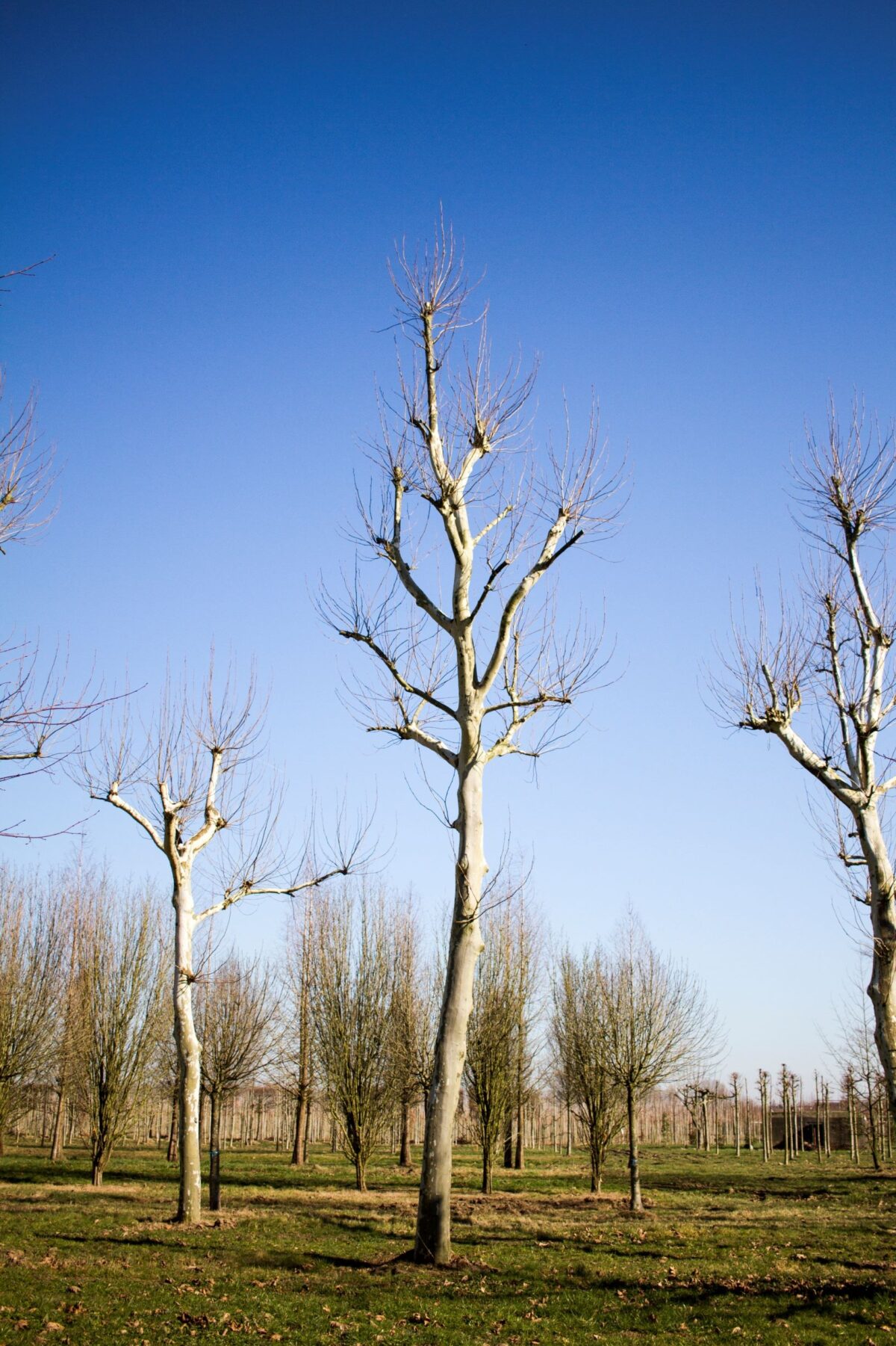 plataan Volwassen Plataan | Hoogstam