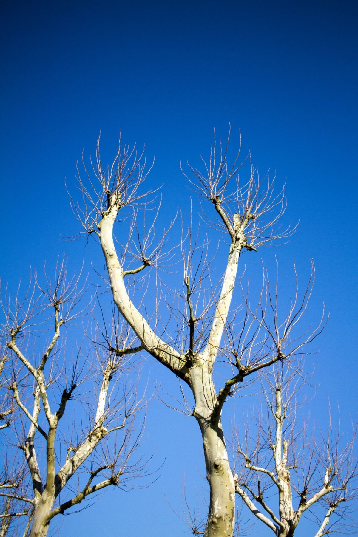 plataan Volwassen Plataan | Hoogstam