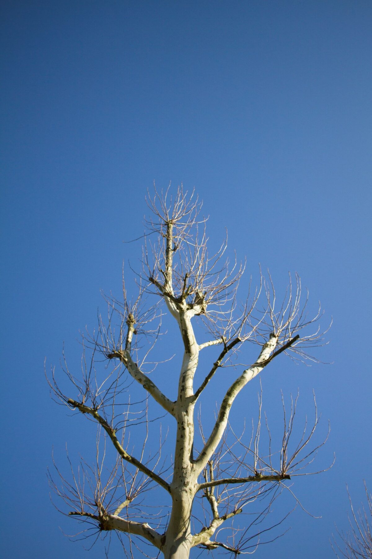 plataan Volwassen Plataan | Hoogstam
