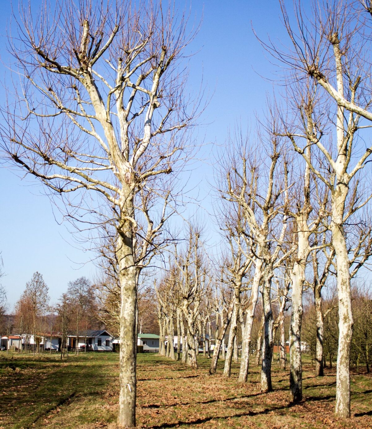 plataan Volwassen Plataan | Hoogstam