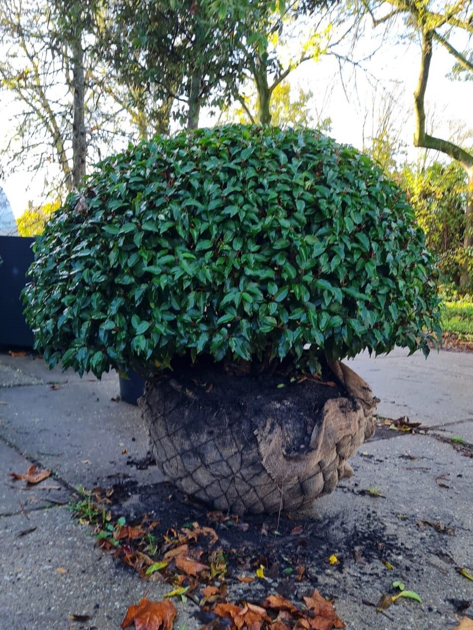 Jonge Portugese laurierkers 'Angustifolia' | Bolvorm