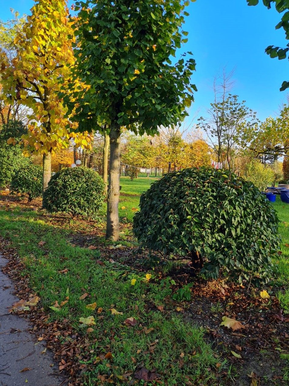 portugese-laurierkers Jonge Portugese laurierkers | Bolvorm