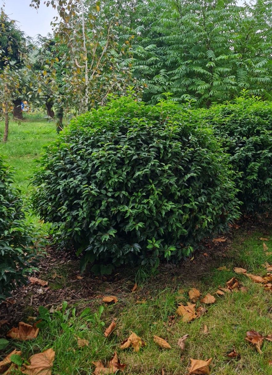 portugese-laurierkers Jonge Portugese laurierkers | Bolvorm