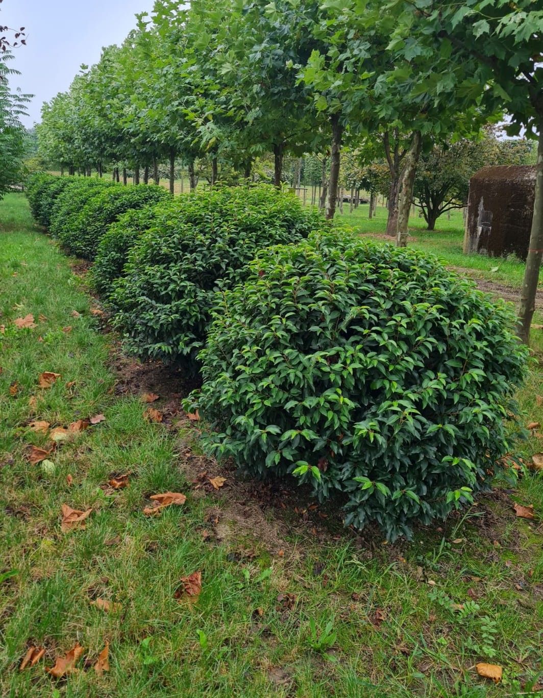 portugese-laurierkers Jonge Portugese laurierkers | Bolvorm