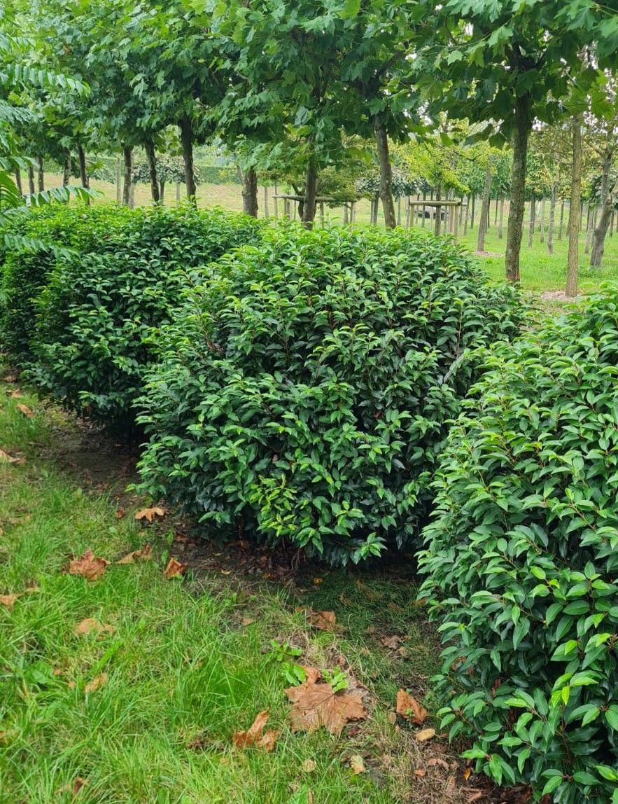 portugese-laurierkers Jonge Portugese laurierkers | Bolvorm