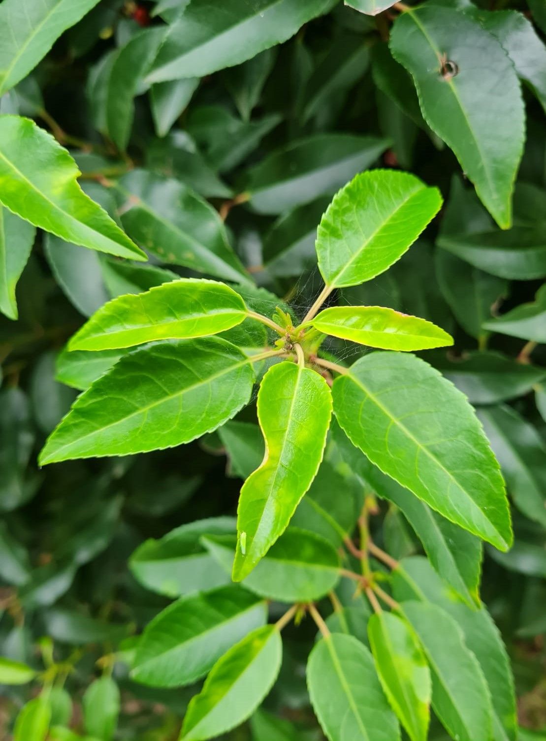 portugese-laurierkers Jonge Portugese laurierkers | Bolvorm