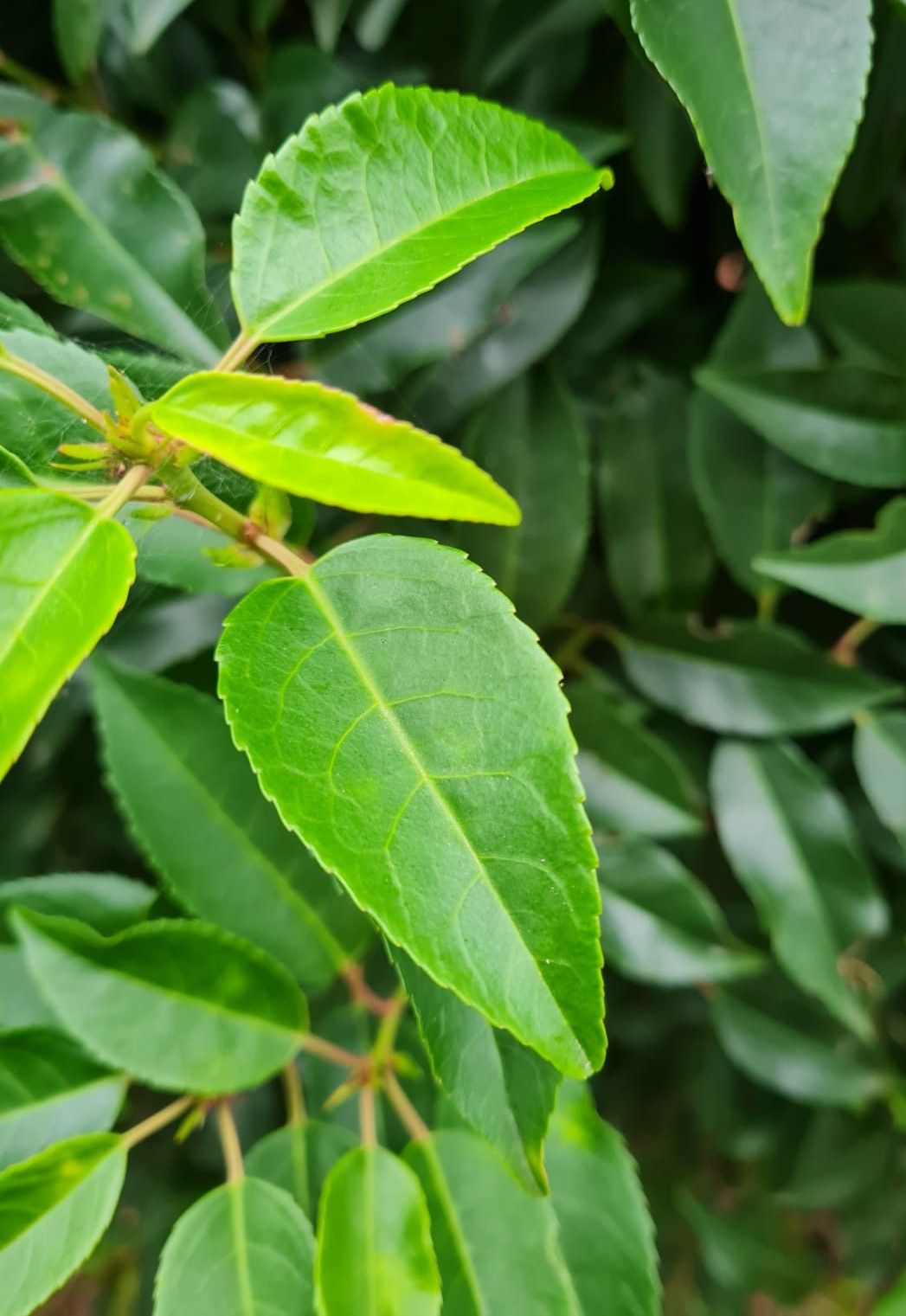 portugese-laurierkers Jonge Portugese laurierkers | Bolvorm