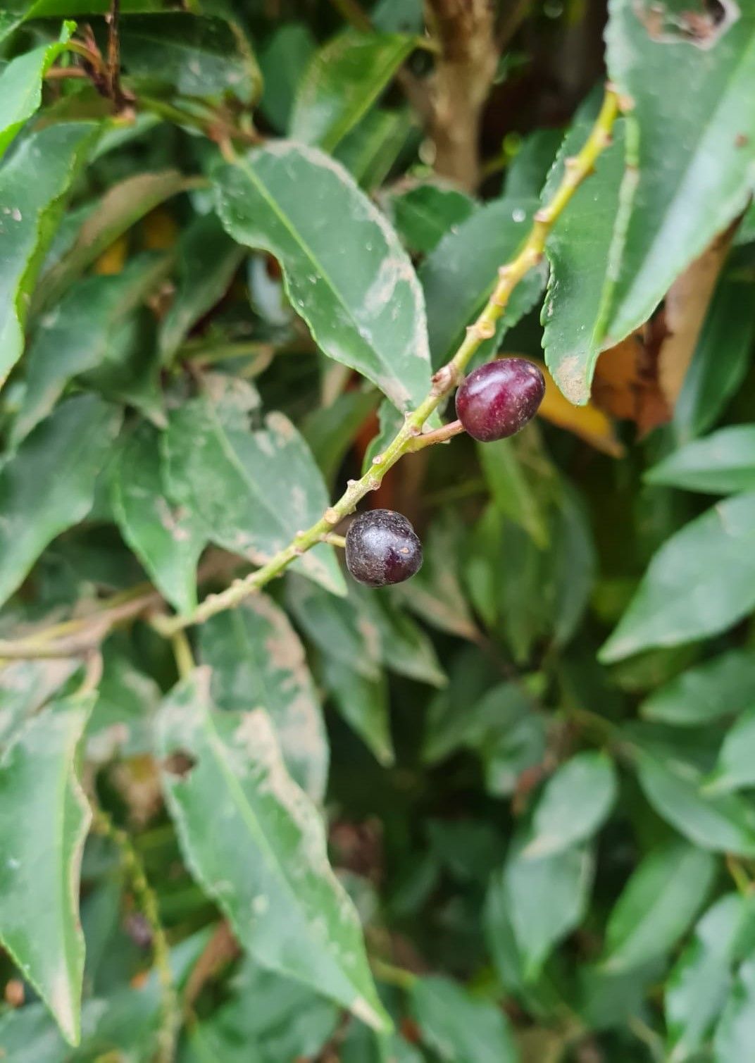 portugese-laurierkers Jonge Portugese laurierkers | Bolvorm