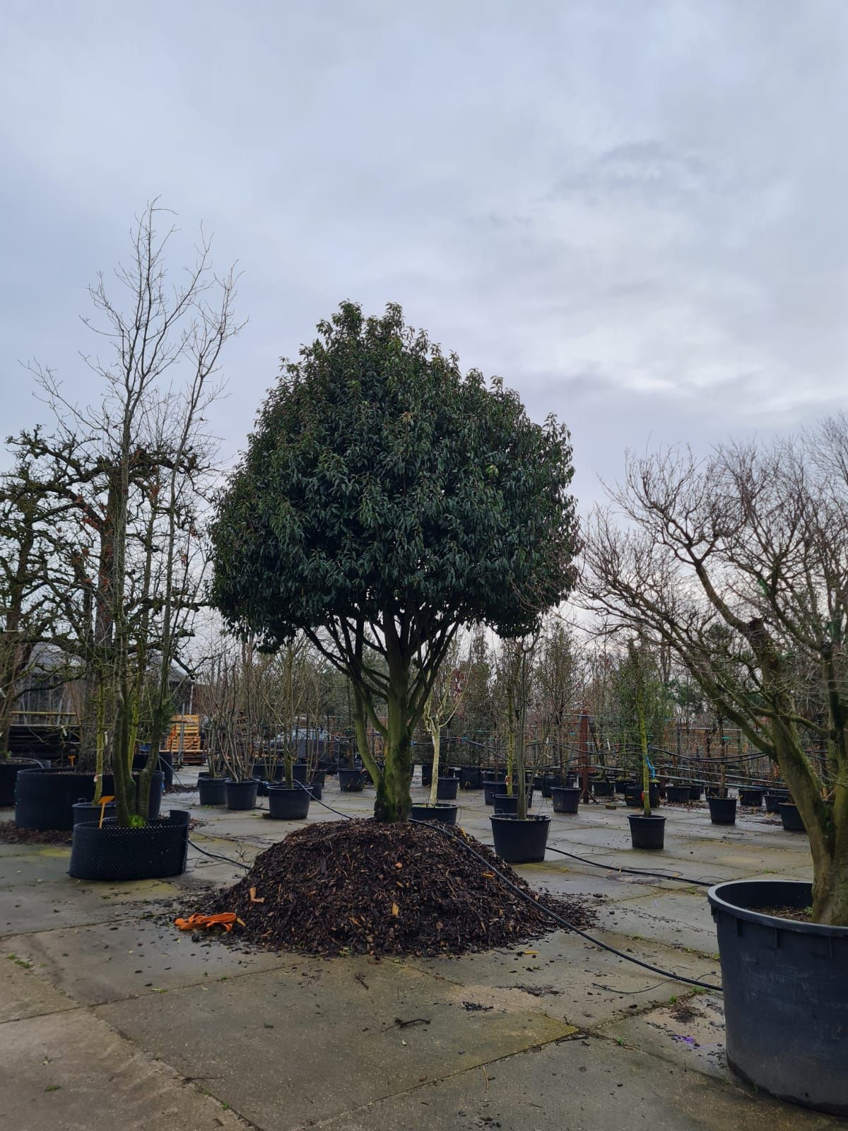 portugese-laurierkers Volwassen Portugese laurierkers | Meerstammig