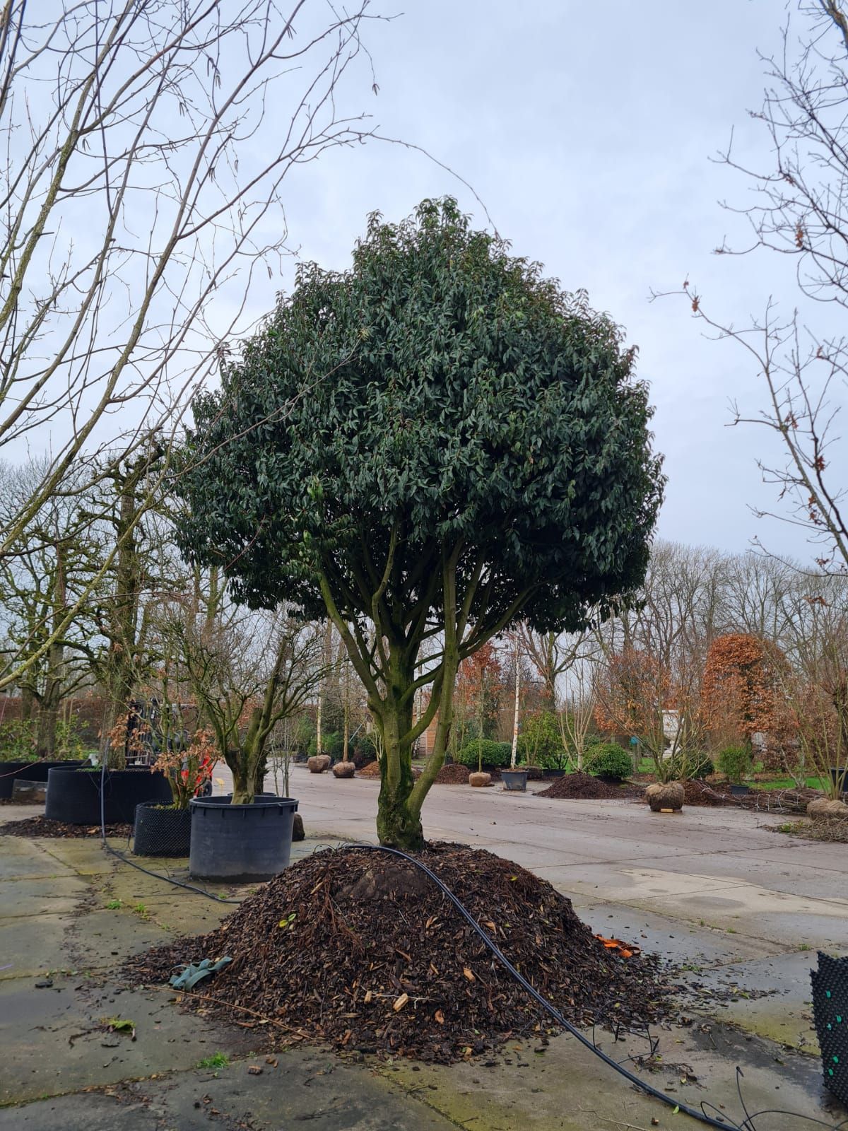 portugese-laurierkers Volwassen Portugese laurierkers | Meerstammig