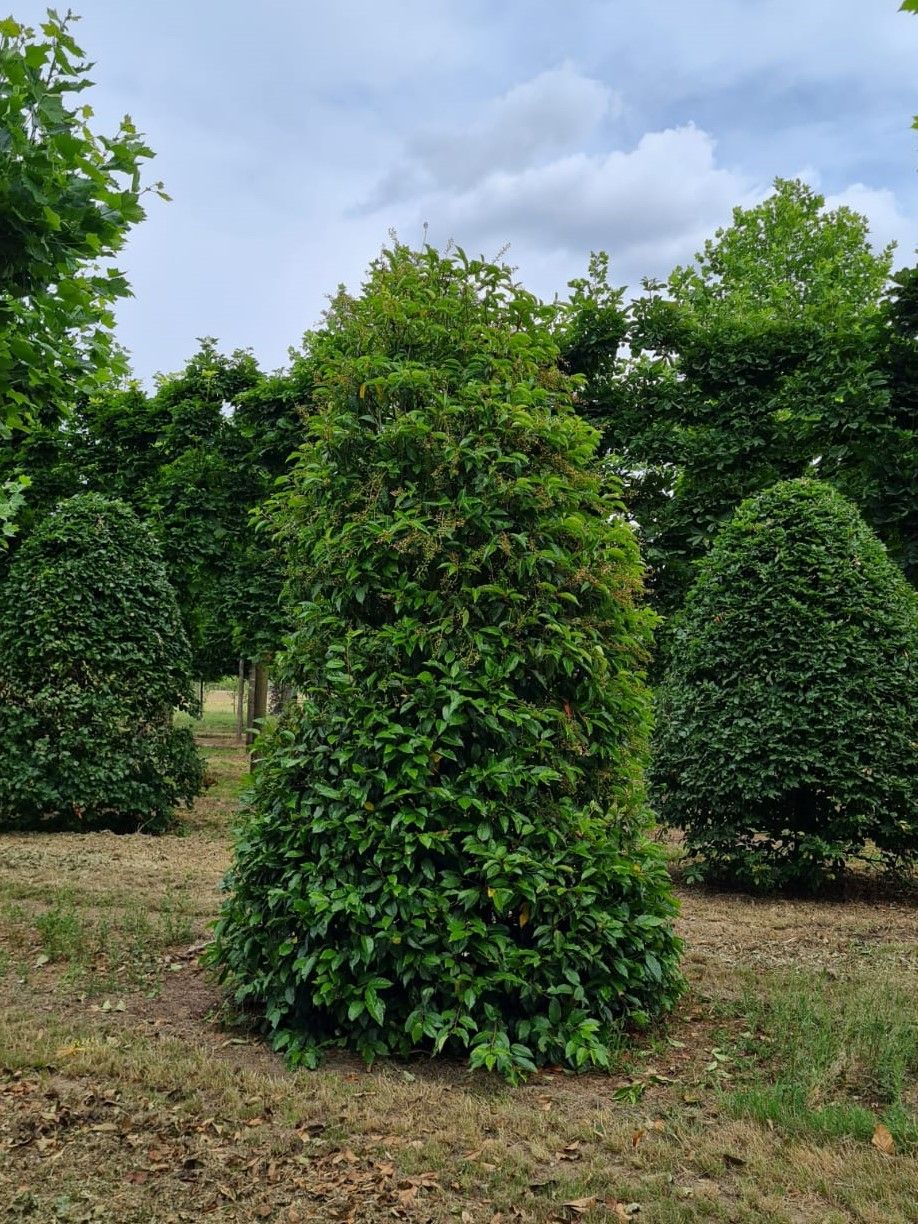 Volwassen Portugese laurierkers | Struikvorm