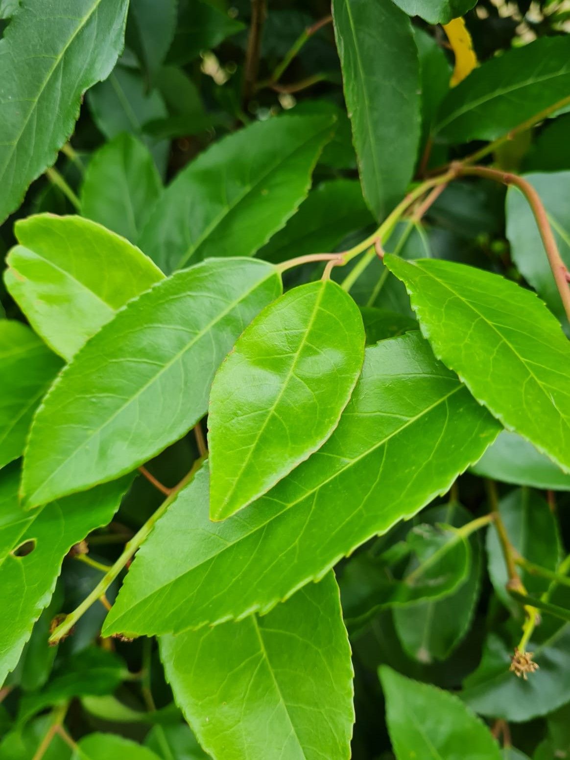 Volwassen Portugese laurierkers | Struikvorm