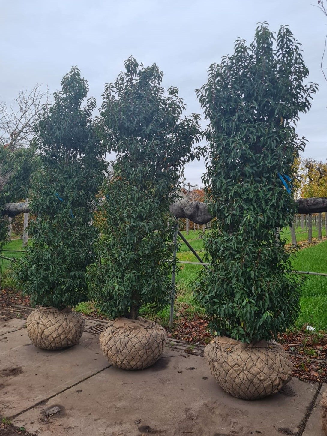 Volwassen Portugese laurierkers 'Angustifolia' | Struikvorm