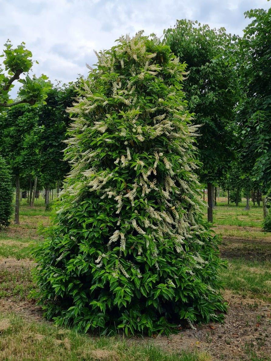 Volwassen Portugese laurierkers | Struikvorm