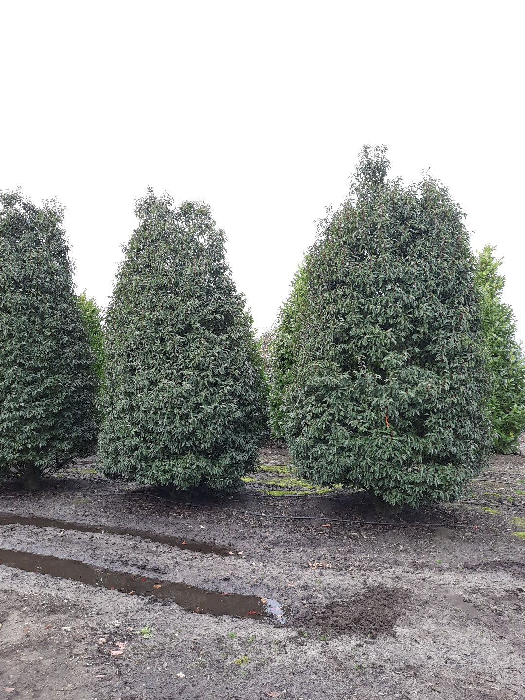 Volwassen Portugese laurierkers | Struikvorm