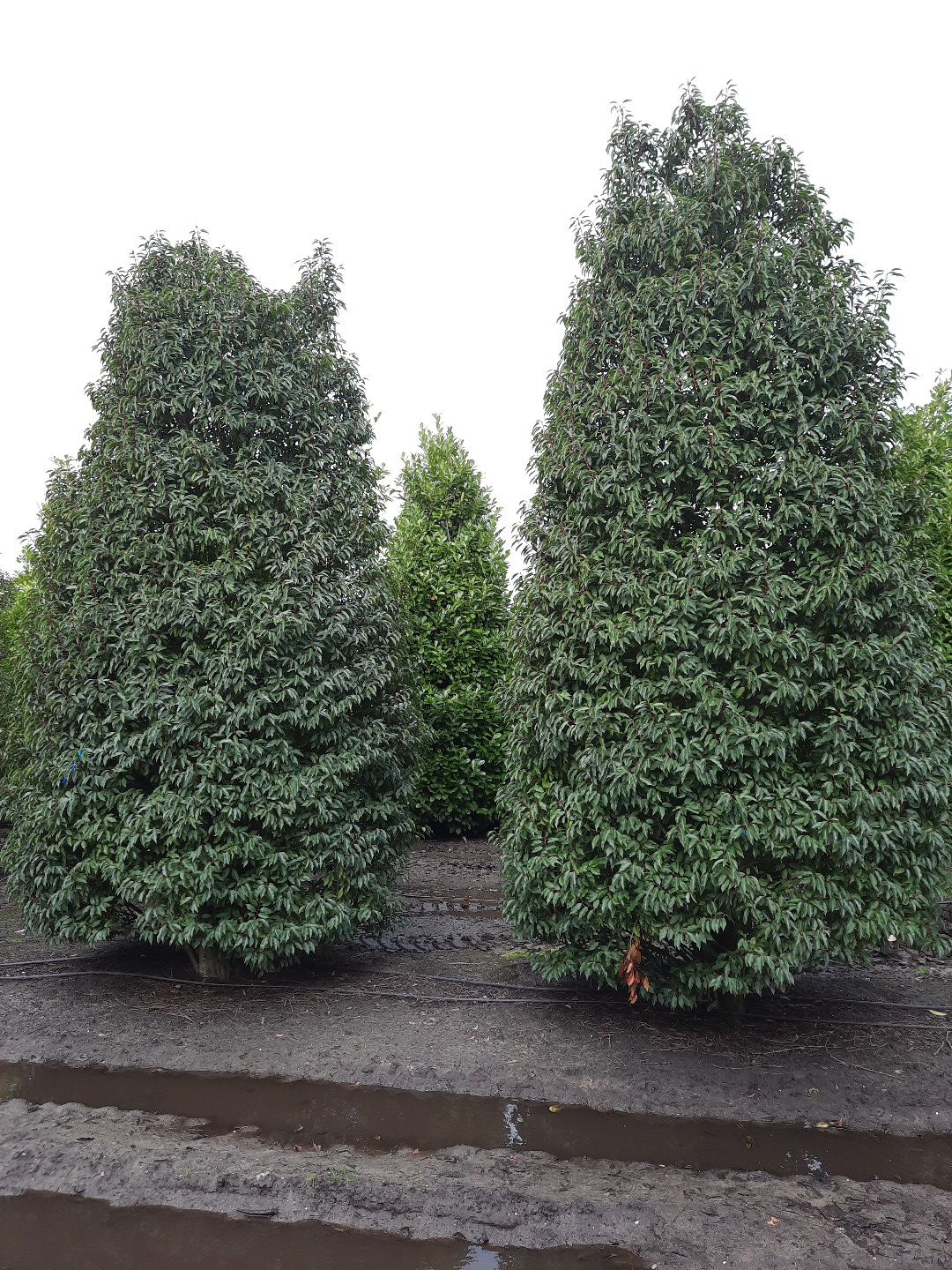 Volwassen Portugese laurierkers | Struikvorm