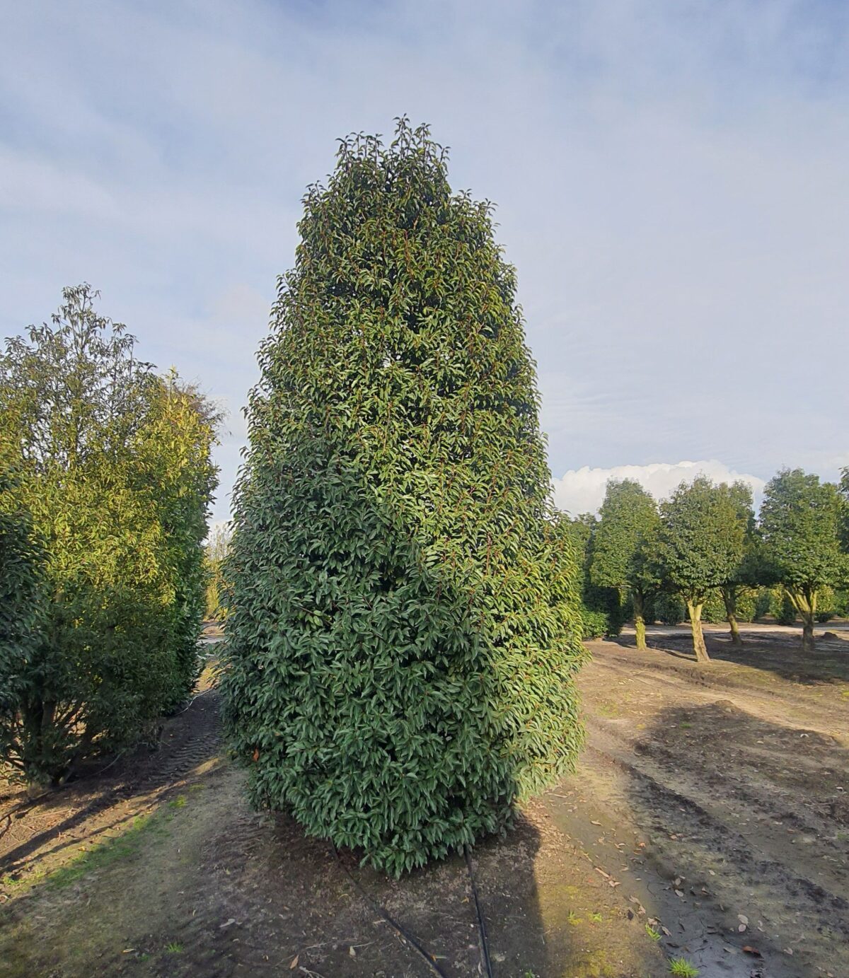 Volwassen Portugese laurierkers 'Angustifolia' | Struikvorm