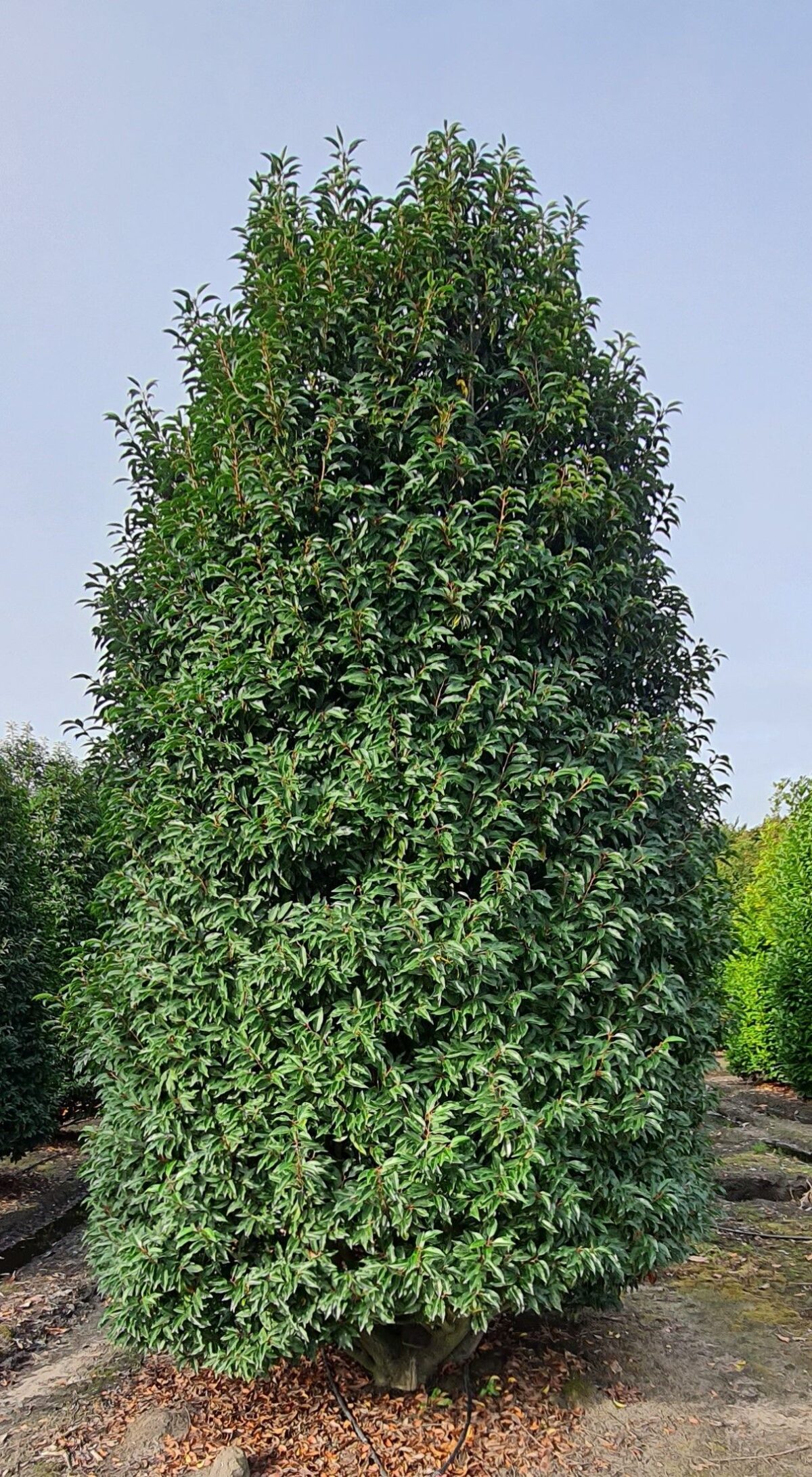 Volwassen Portugese laurierkers 'Angustifolia' | Struikvorm