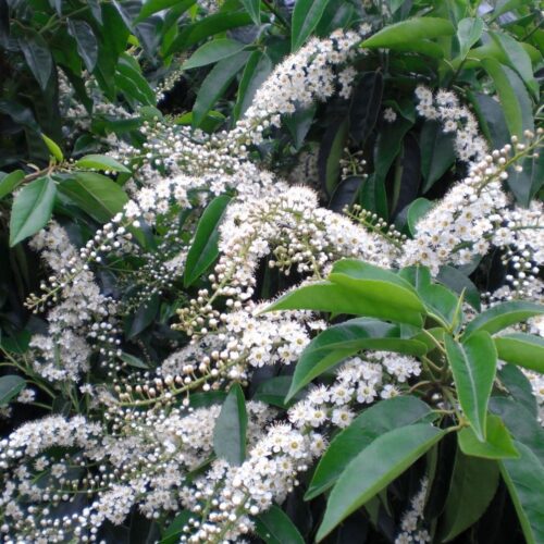 Jonge Portugese laurierkers 'Angustifolia' | Bolvorm