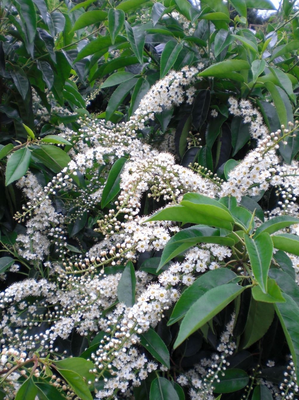 Jonge Portugese laurierkers 'Angustifolia' | Bolvorm
