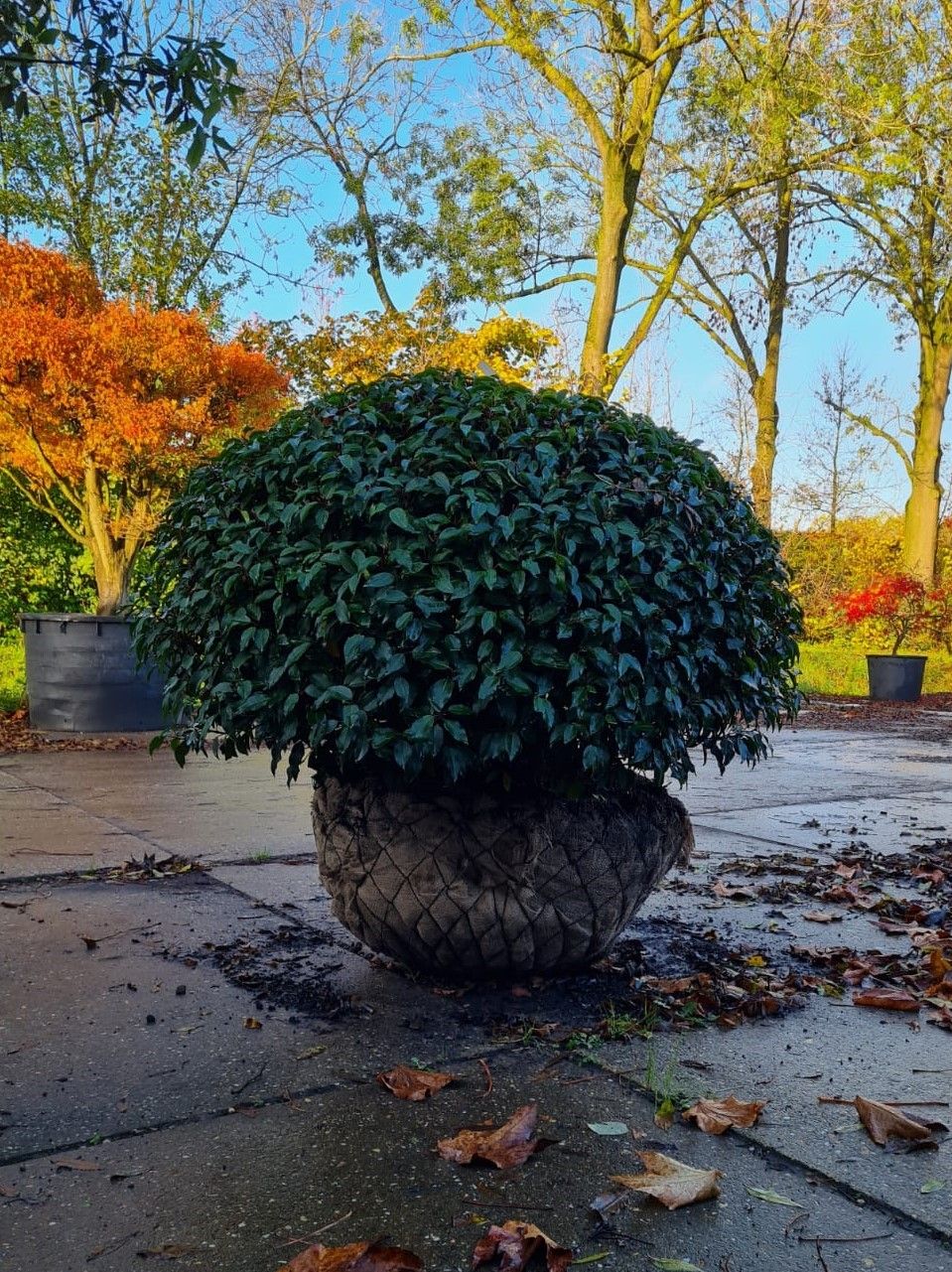 Jonge Portugese laurierkers 'Angustifolia' | Bolvorm