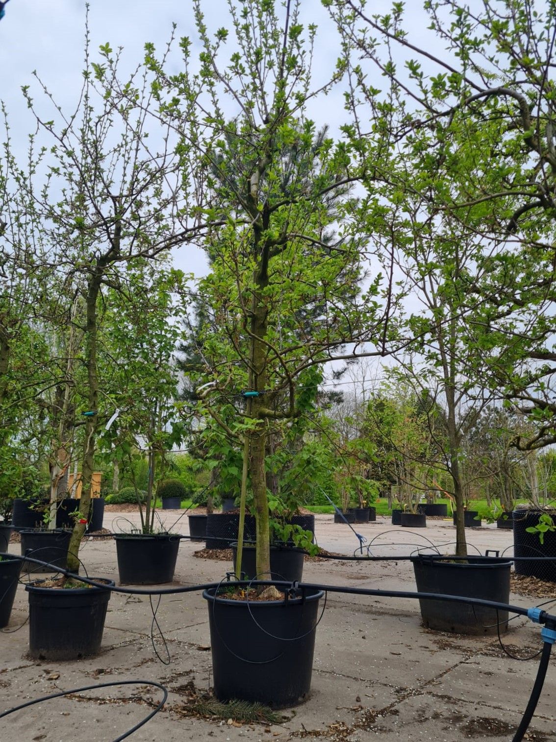 Jonge Pruimenboom 'Opal' | Halfstam