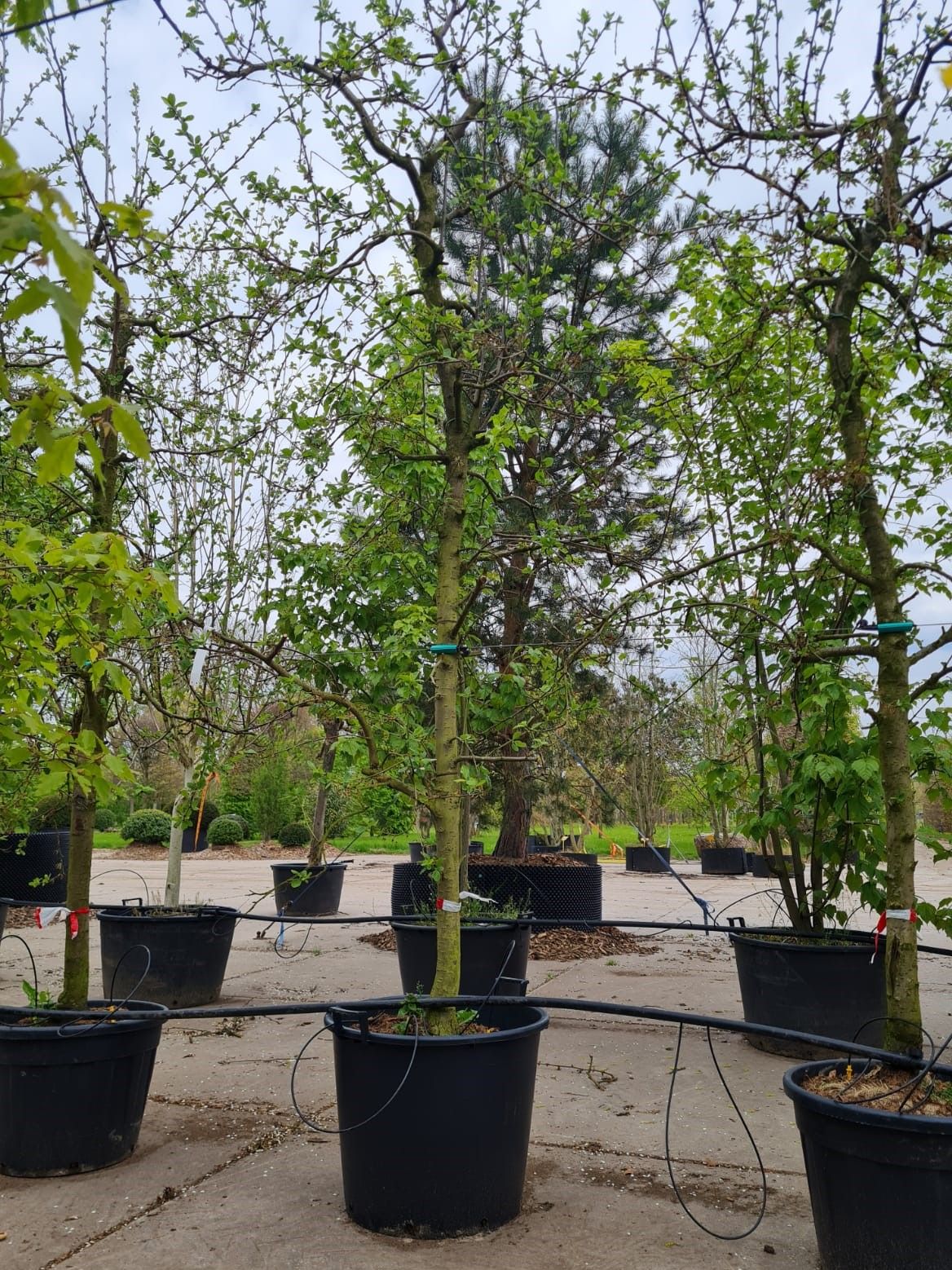 Jonge Pruimenboom 'Victoria' | Halfstam