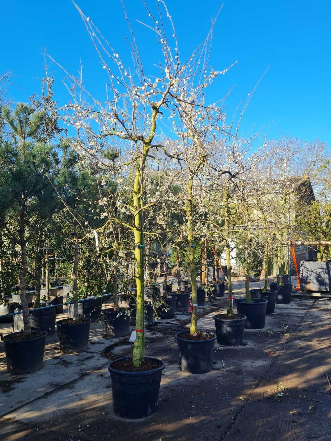 Jonge Pruimenboom 'Victoria' | Halfstam