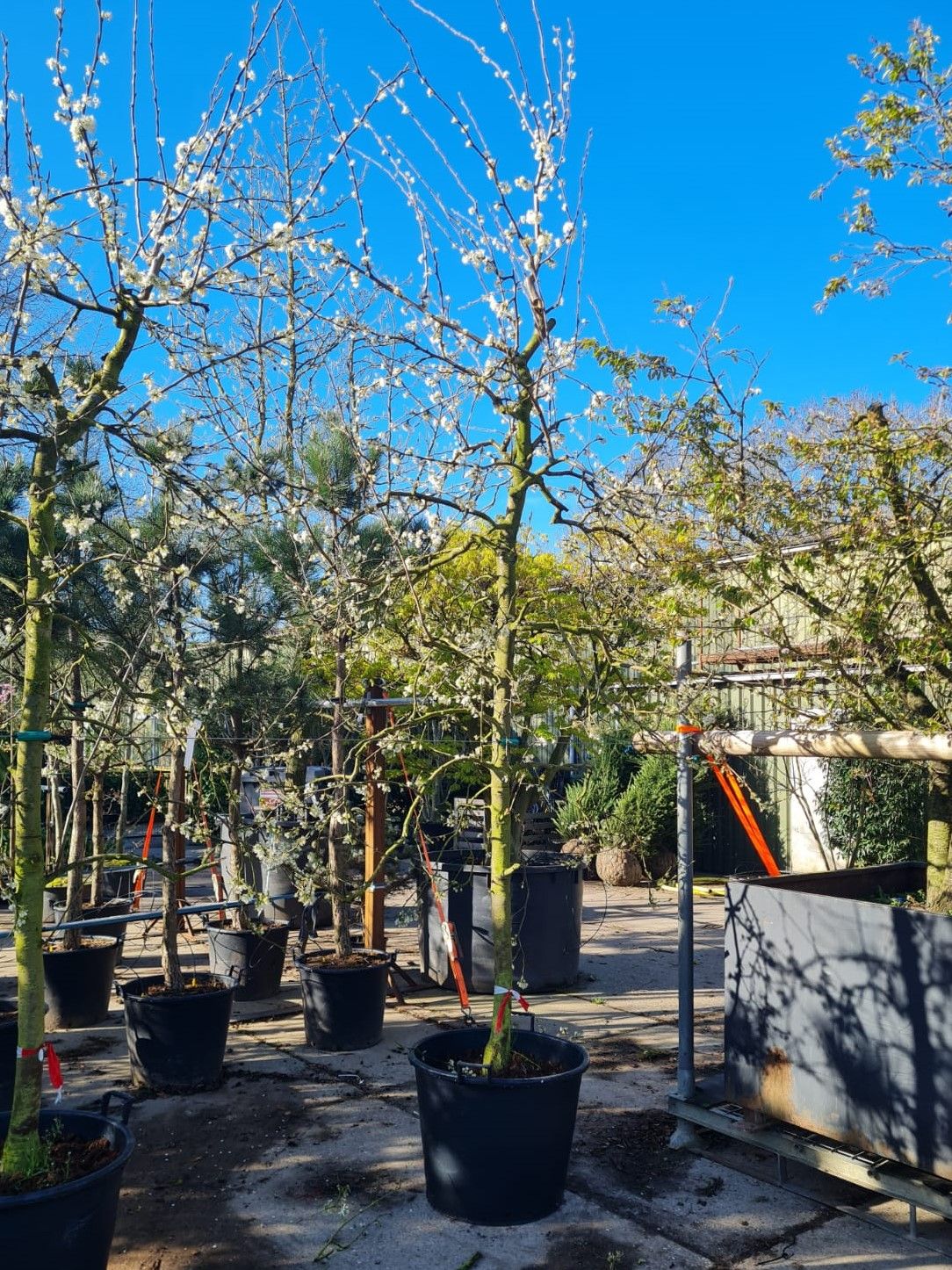 Jonge Pruimenboom 'Victoria' | Halfstam