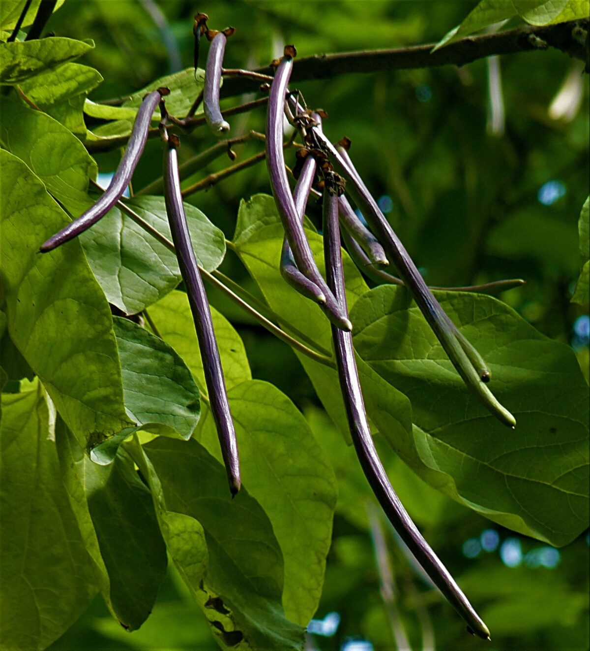 Jonge Purperen Trompetboom | Meerstammig