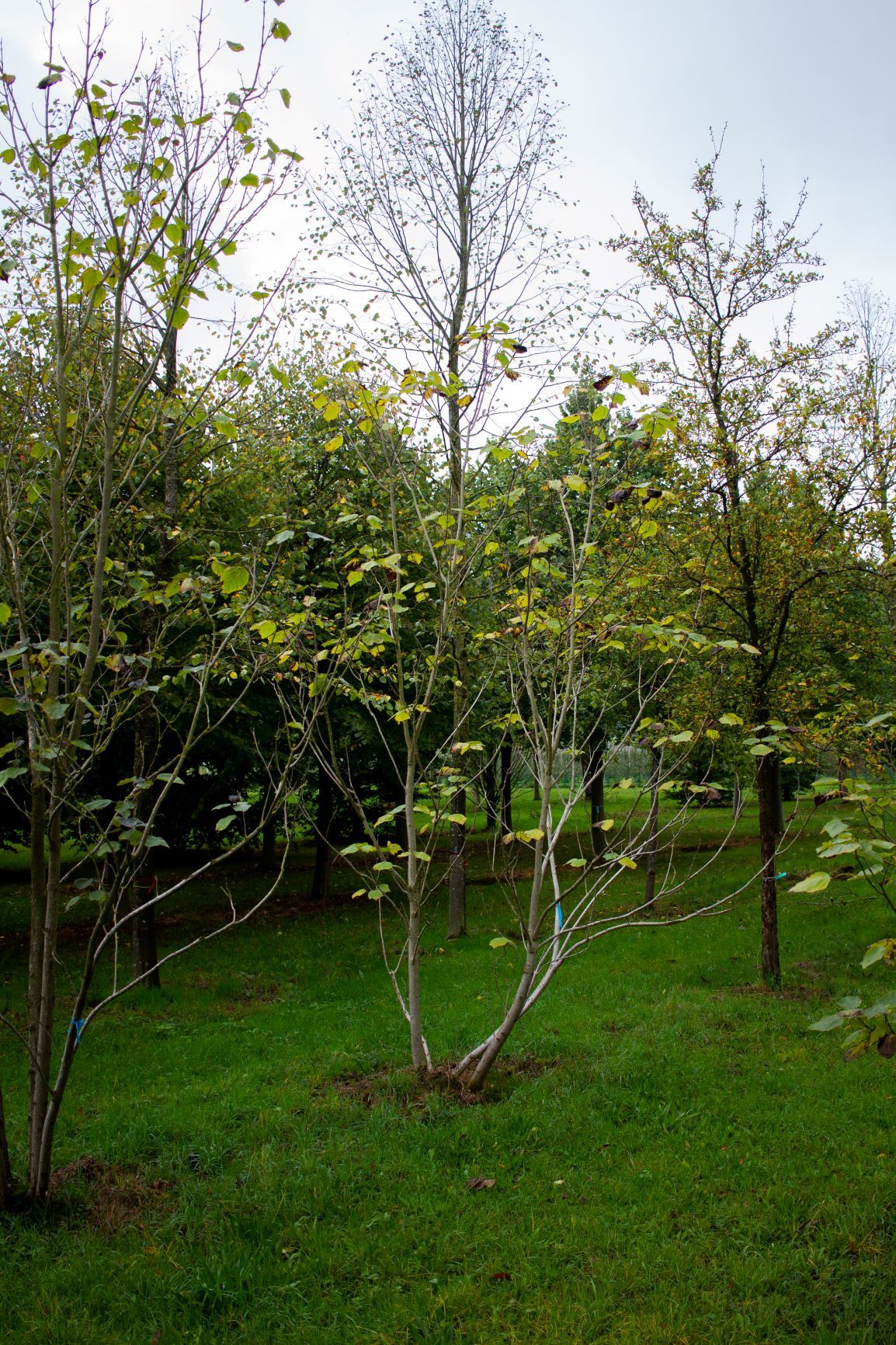 purperbladige-trompetboom Volwassen Purperen Trompetboom | Meerstammig