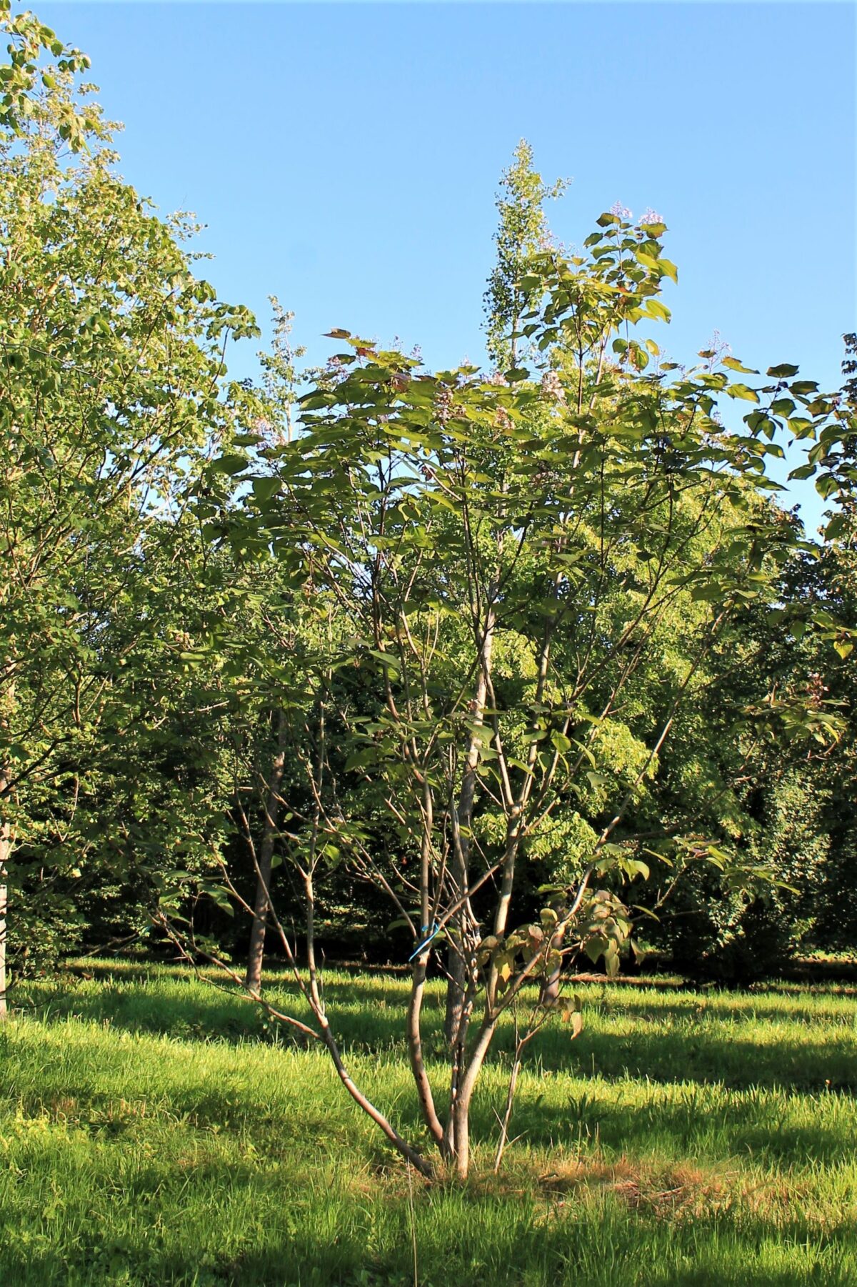 Jonge Purperen Trompetboom | Meerstammig