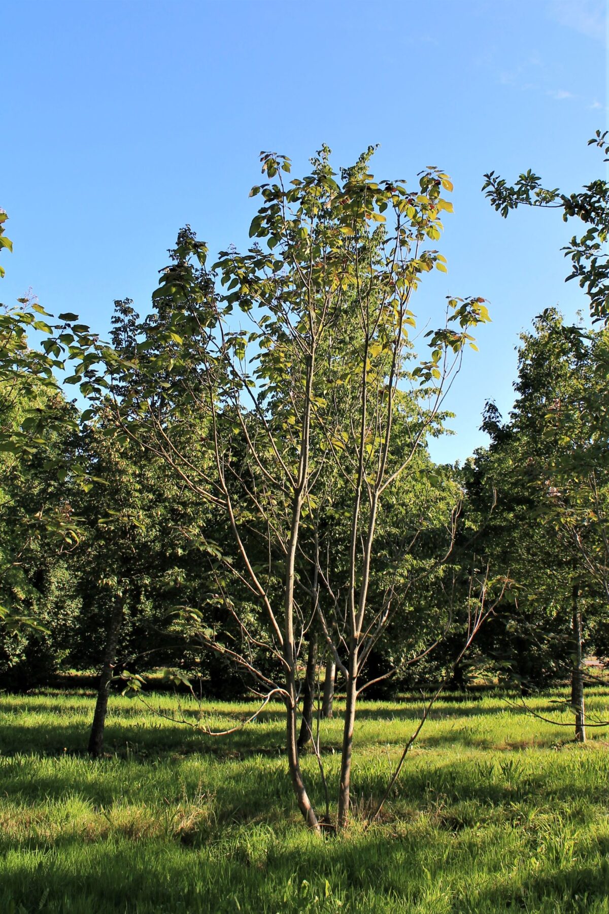 Jonge Purperen Trompetboom | Meerstammig