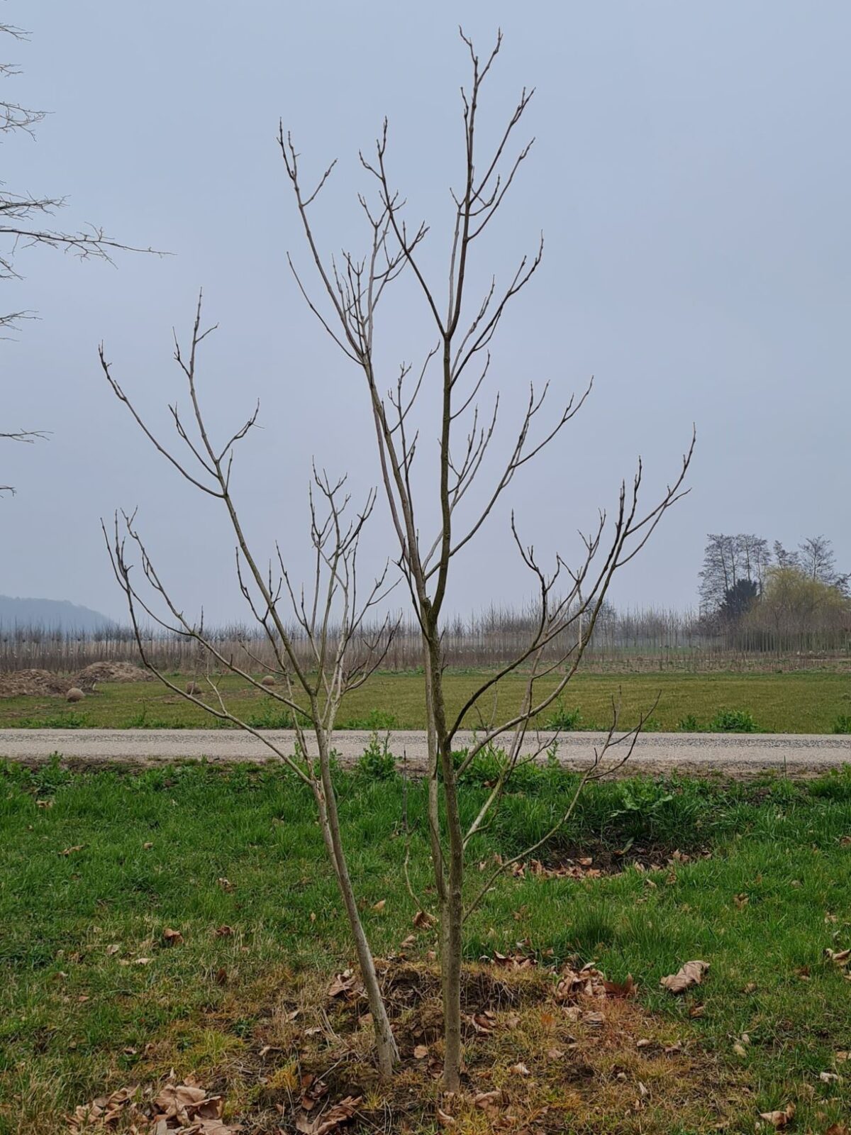 Jonge Purperen Trompetboom | Meerstammig