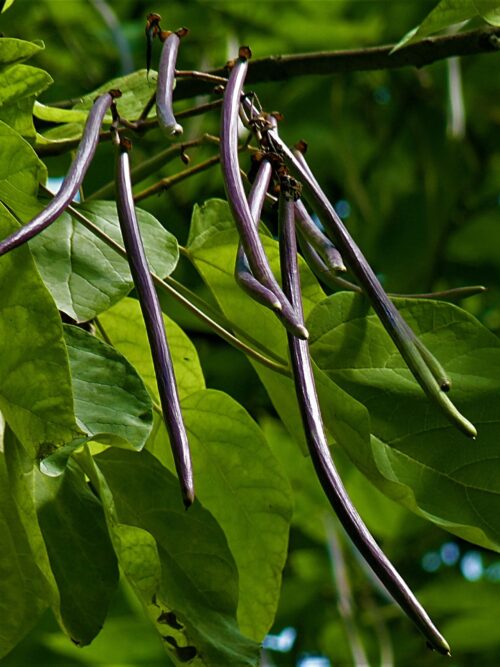 Purperen Trompetboom | Meerstammig