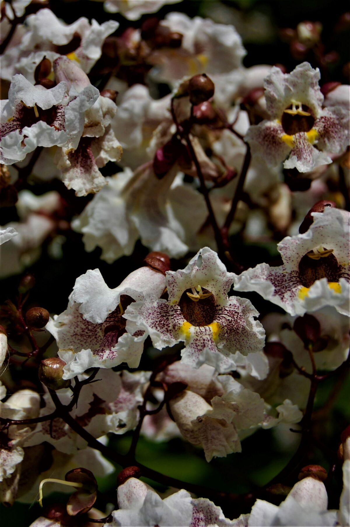 purperbladige-trompetboom Volwassen Purperen Trompetboom | Meerstammig