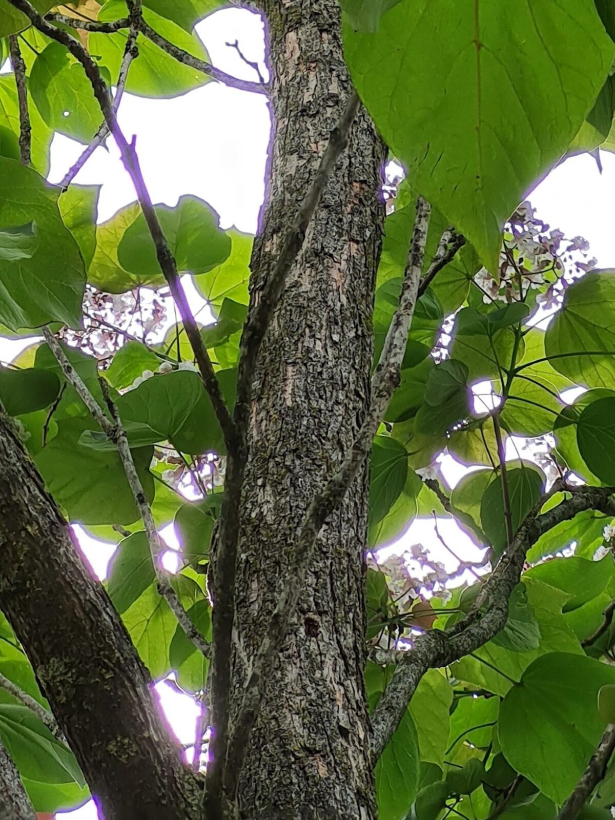 purperen-trompetboom Volwassen Purperen Trompetboom | Hoogstam