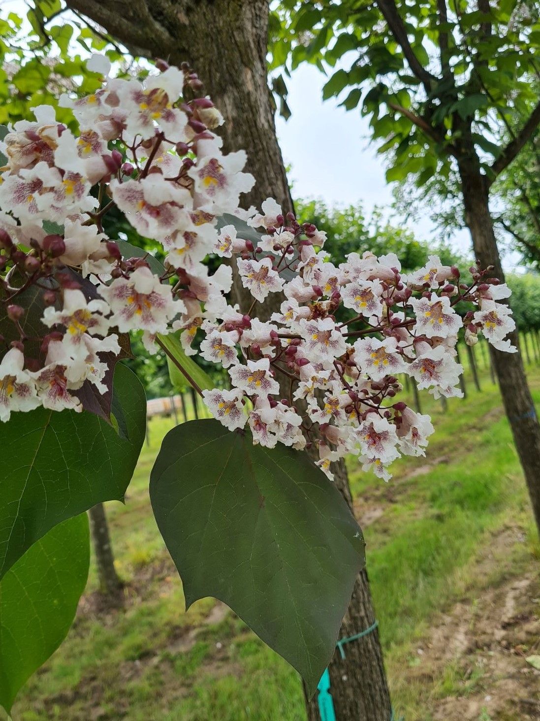 purperen-trompetboom Volwassen Purperen Trompetboom | Hoogstam