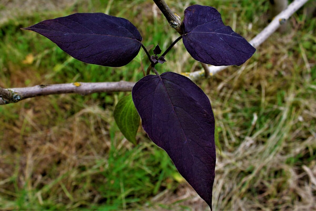 purperen-trompetboom Volwassen Purperen Trompetboom | Hoogstam