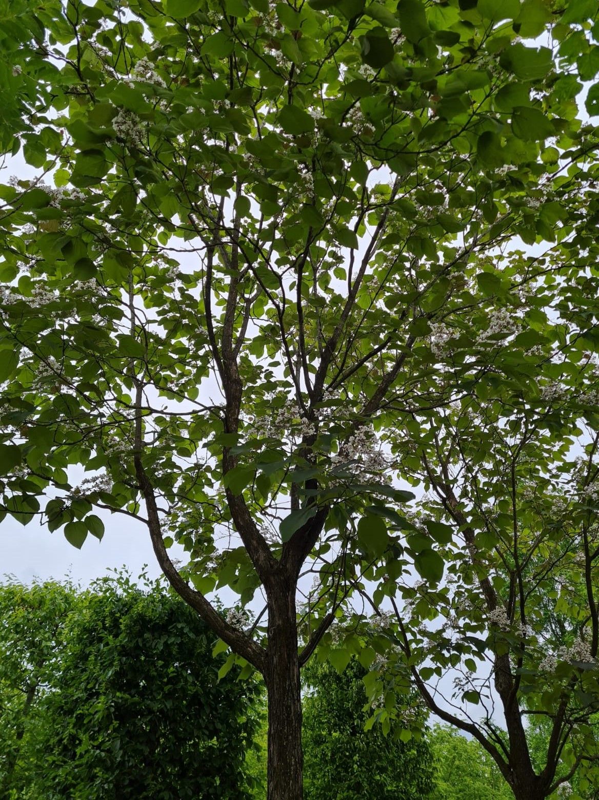 purperen-trompetboom Volwassen Purperen Trompetboom | Hoogstam