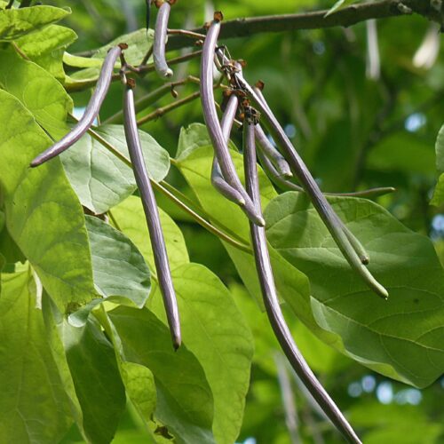 Volwassen Purperen Trompetboom | Hoogstam