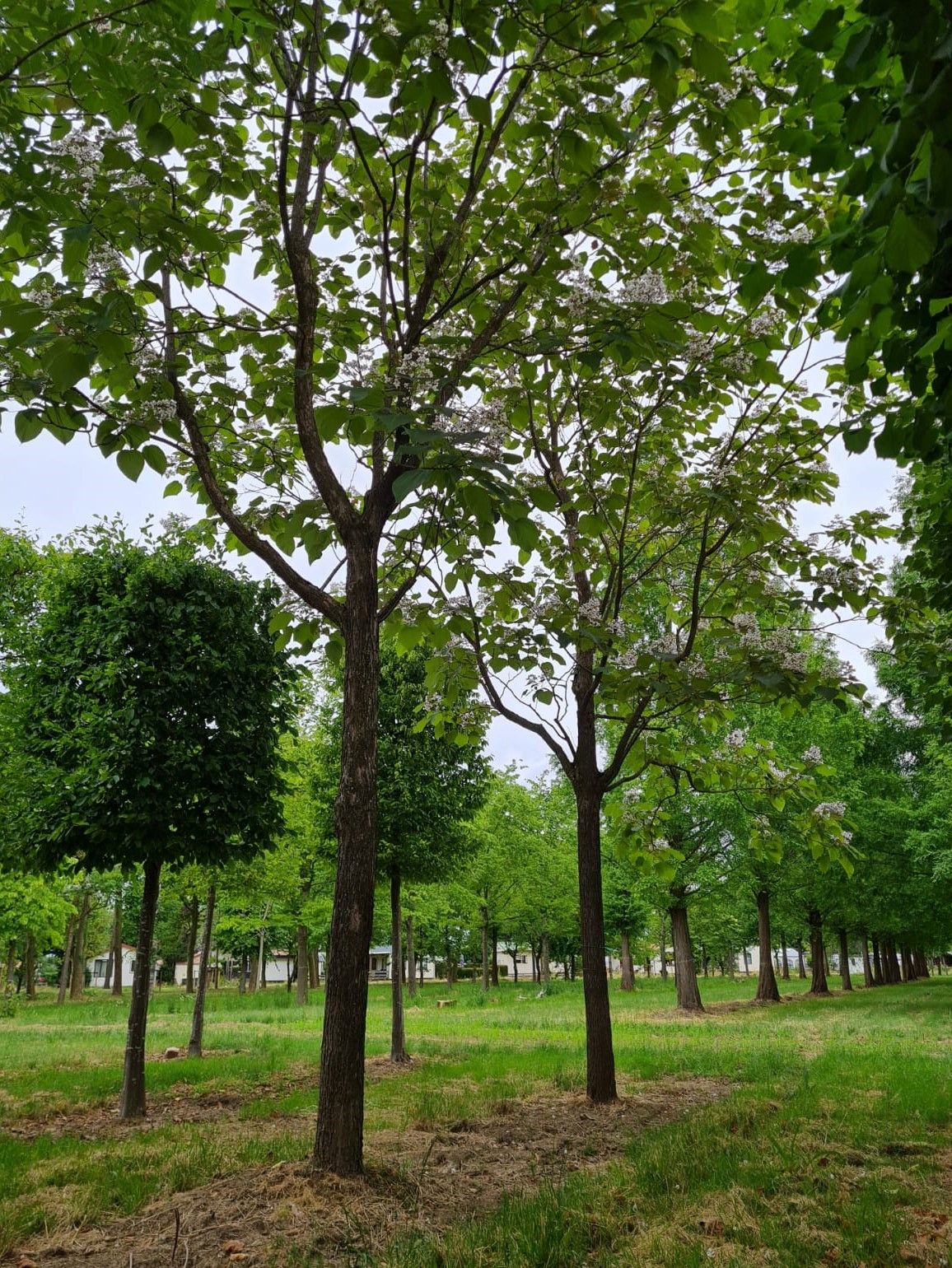 purperen-trompetboom Volwassen Purperen Trompetboom | Hoogstam