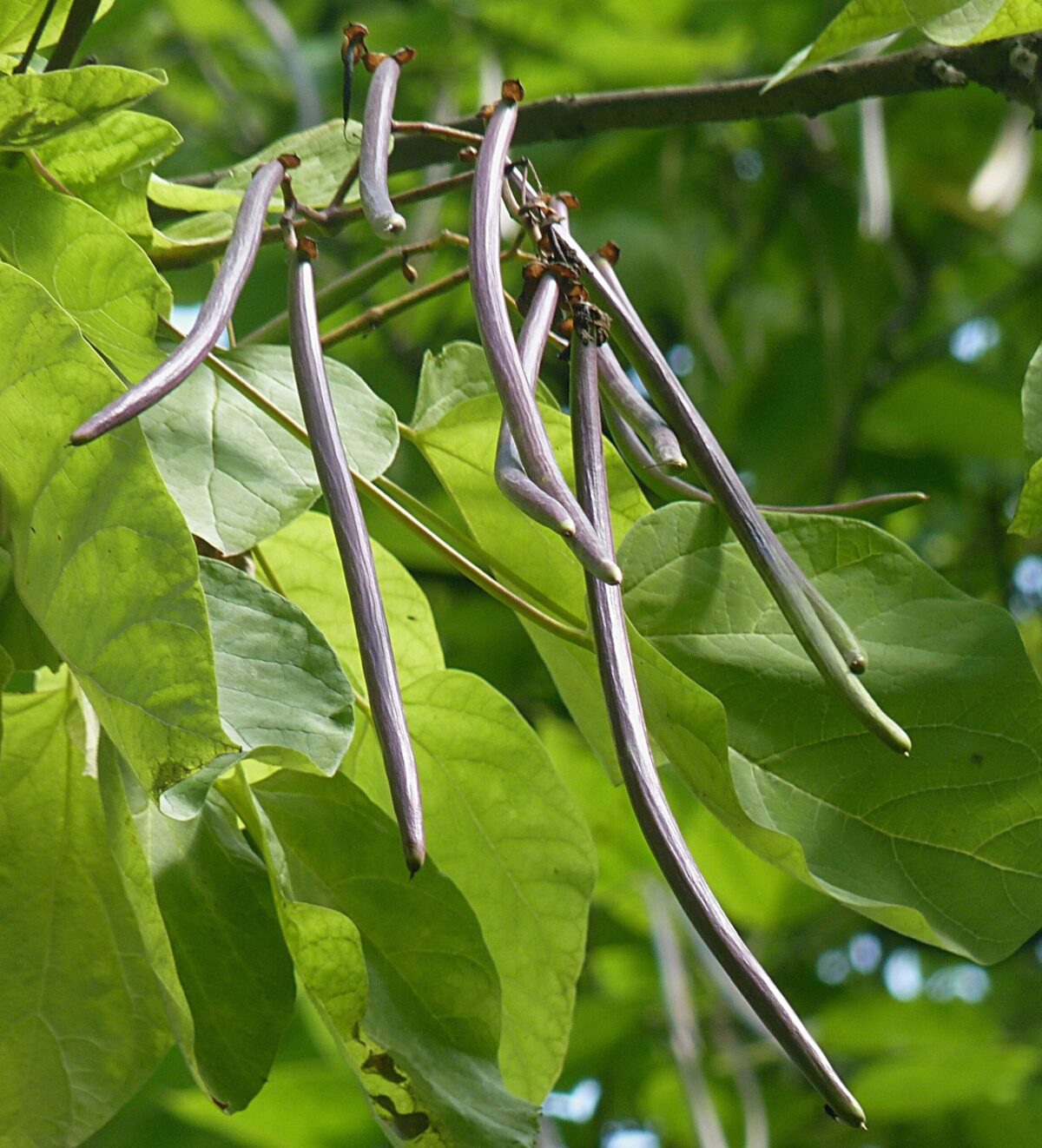 Purperen Trompetboom | Hoogstam