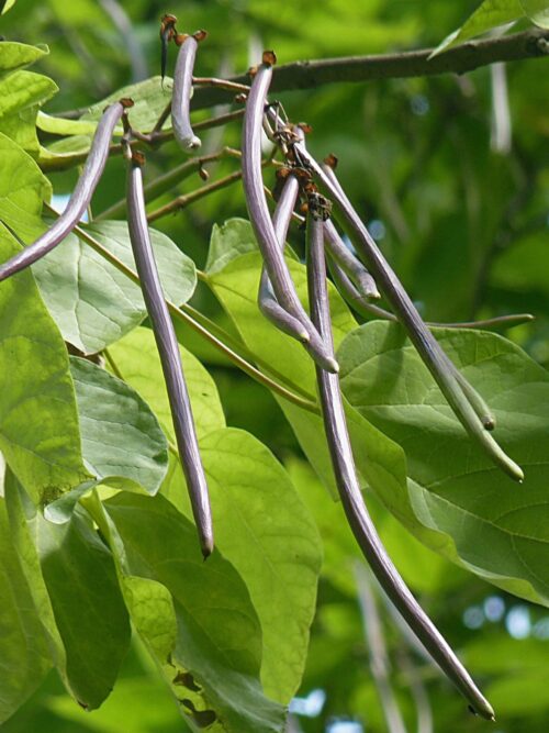 Purperen Trompetboom | Hoogstam