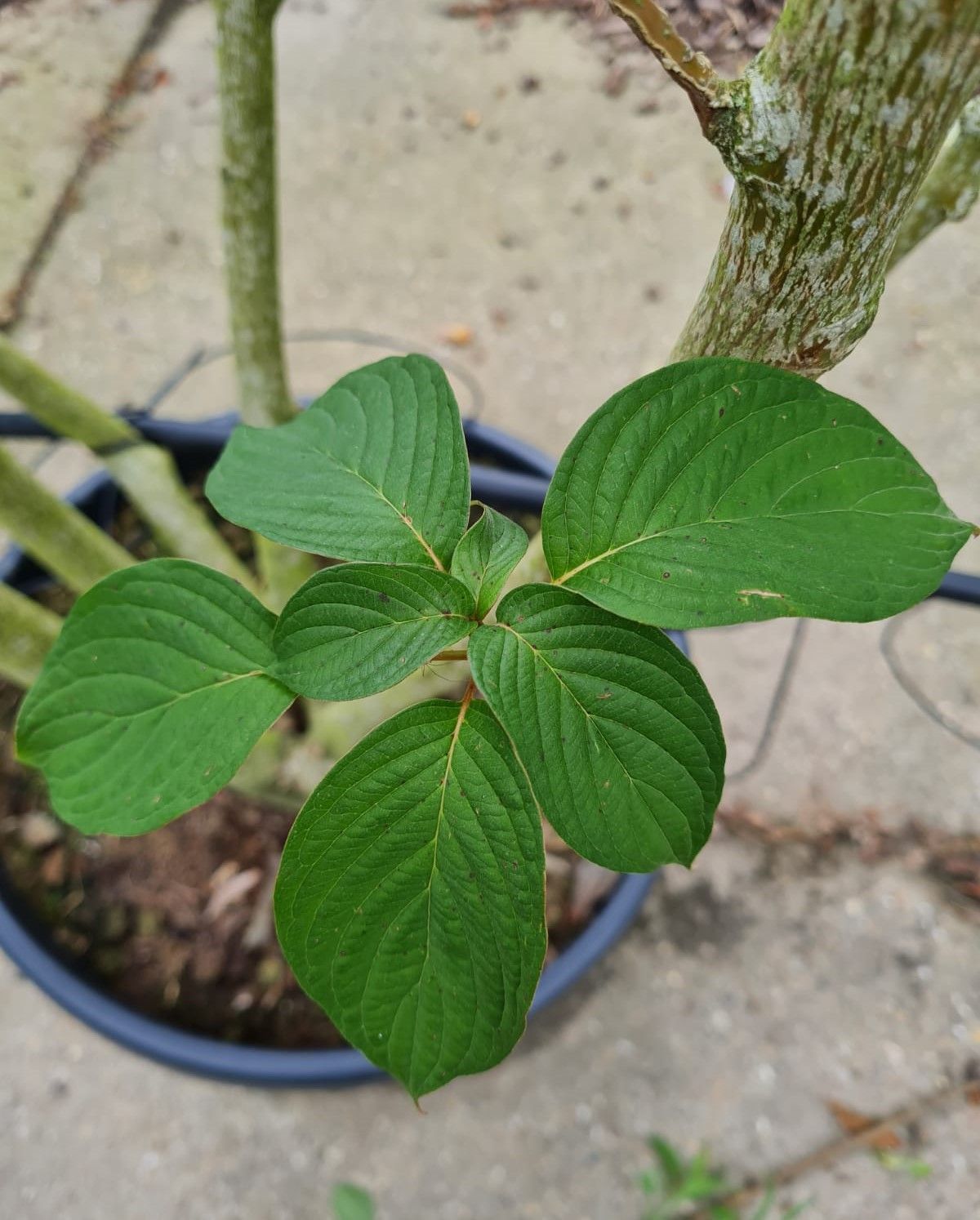 Jonge Reuzenkornoelje | Meerstammig