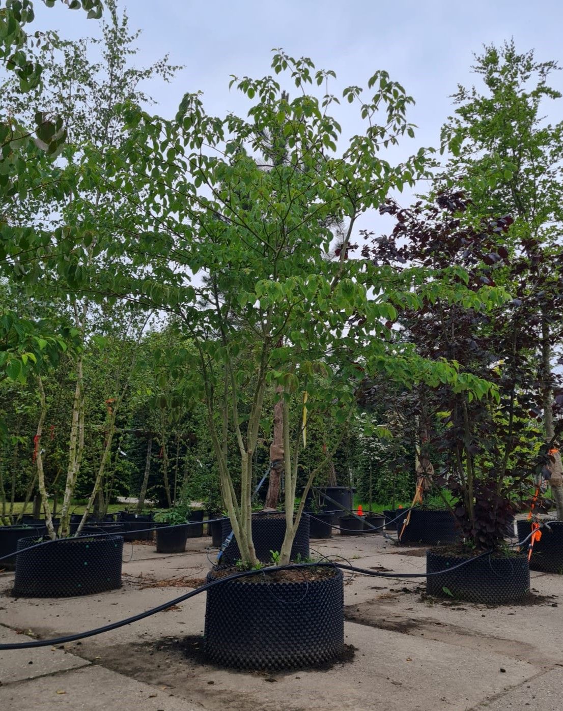 Jonge Reuzenkornoelje | Meerstammig