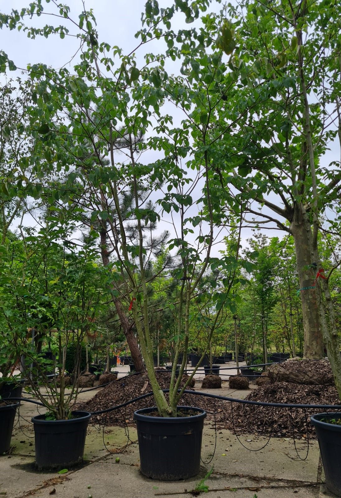 Jonge Reuzenkornoelje | Meerstammig