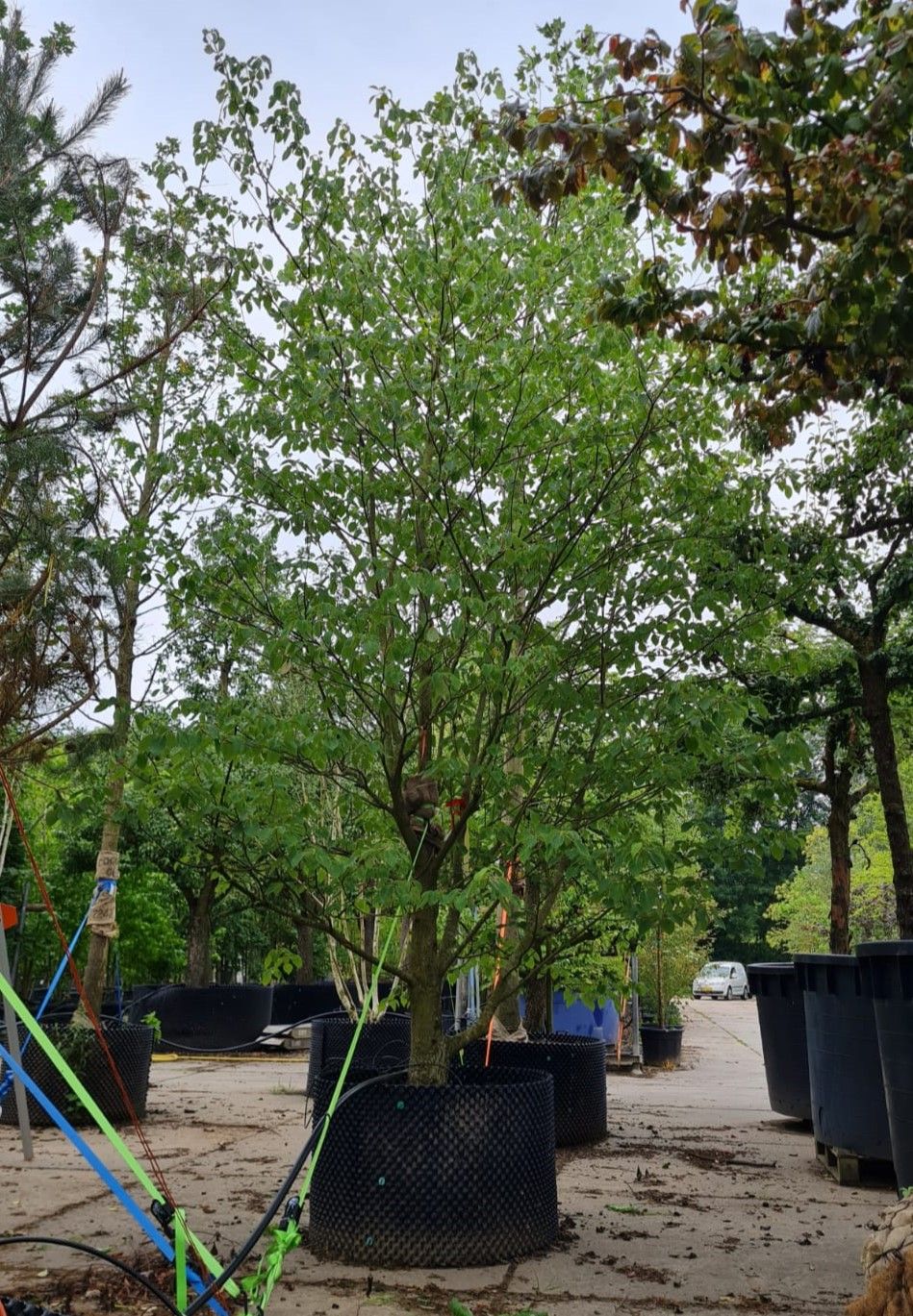 Jonge Reuzenkornoelje | Meerstammig