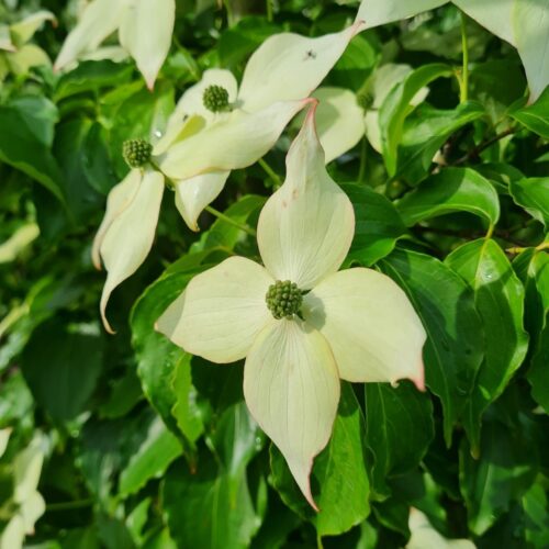 Jonge Reuzenkornoelje | Meerstammig